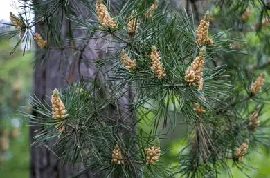 pollen de pin