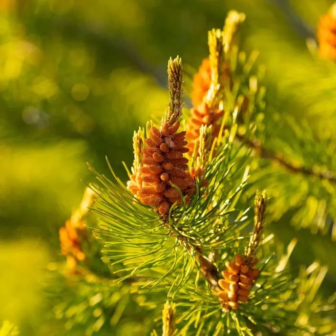 Poudre de pollen de pin: bio et 100% naturel Natur-o