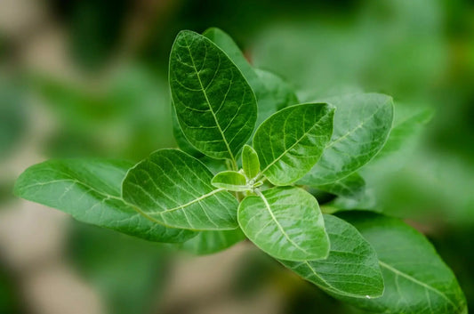 plante Ashwagandha