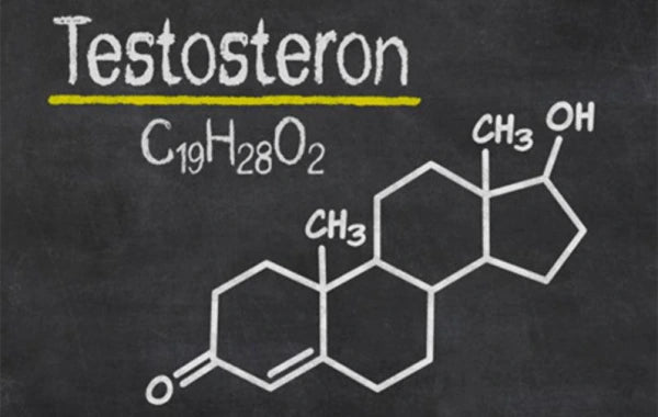 testostérone